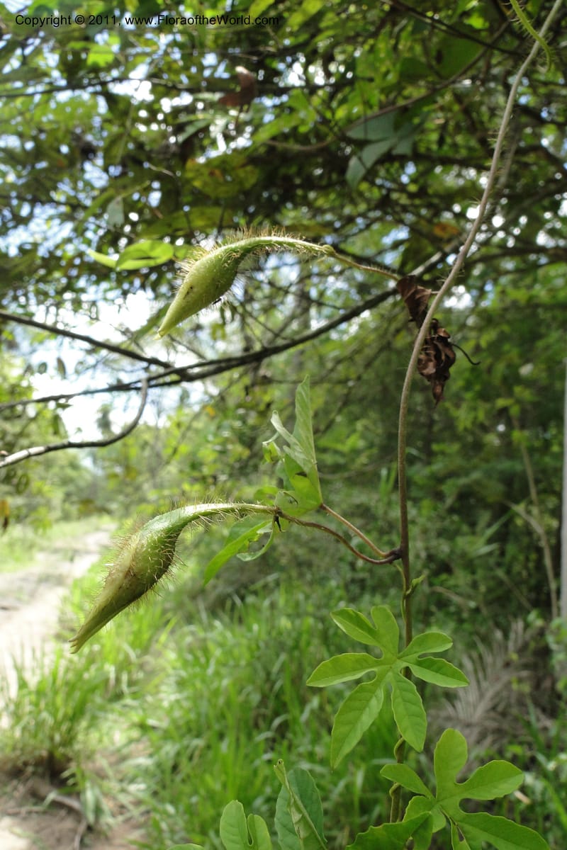 Merremia, W. D. Stevens 31279--Paraguay. Edo. Concepcion. Garay Cue. 21 Mar 2011. 197 (26).jpg