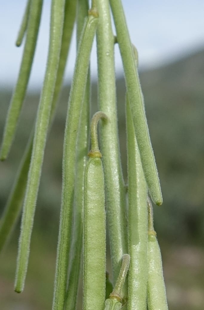 Boechera holboellii var. retrofracta, C. Davidson 13554--ID. Blaine Co. Rock Creek Preserve. TNC. 13 May 2017. DSC00171 (287).JPG