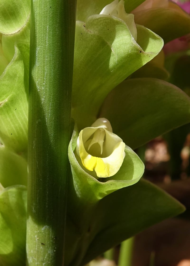 Curcuma domestica--Australia. Brisbane Bot. Gard. 15 Oct 2016. DSC02202 (21).JPG