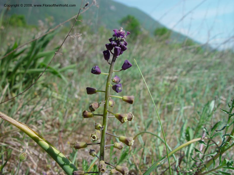 Muscari comosum--Italy. Abruzzo. N of Bussi on SS 17, Tirino River val. 6 May 03. 043.jpg