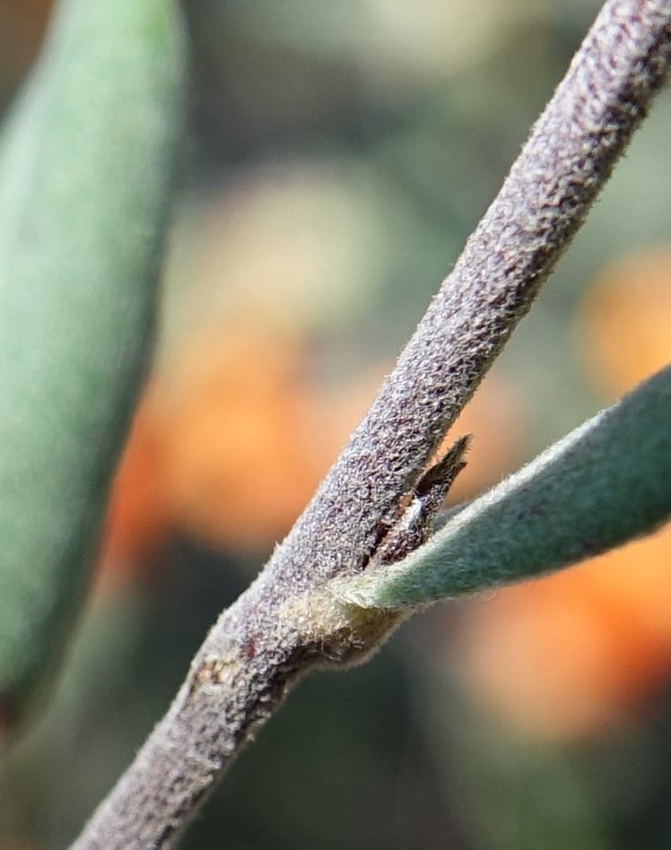 Hibbertia miniata, Davidson, C 13376--Australia. W.A. Flora Rd. 22 Oct 2016. DSC03739 (20).JPG