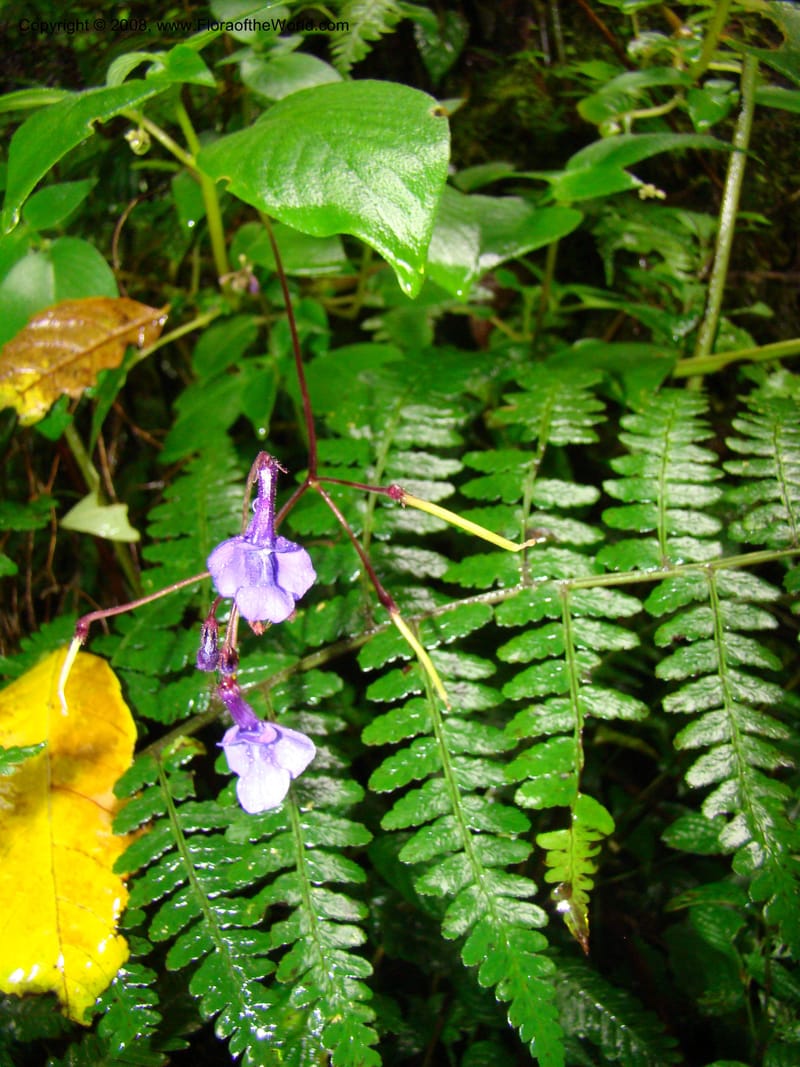 Streptocarpus buchananii, RGereau7015--Tanz. Mbeya Rural Distr. Ngozi Crater. 26 Jan 08. 134.jpg