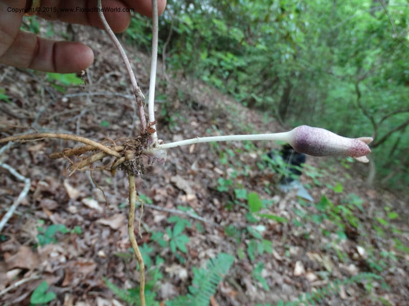 Asarum arifolium, Davidson, C 13035--Georgia. Stephens Co. Panther Cr. 18 May 2015.  (69).JPG