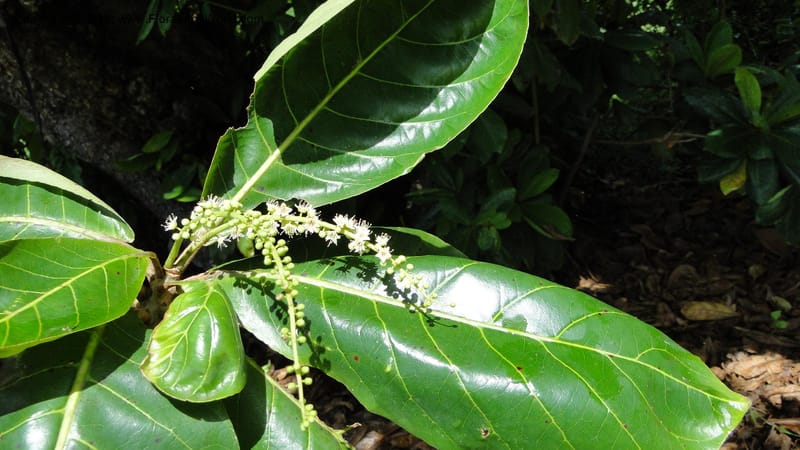 Terminalia, Gereau 7171--Tanzania. Beach near Bagamoyo Country Club. 8 May 2010. 209 (84).jpg