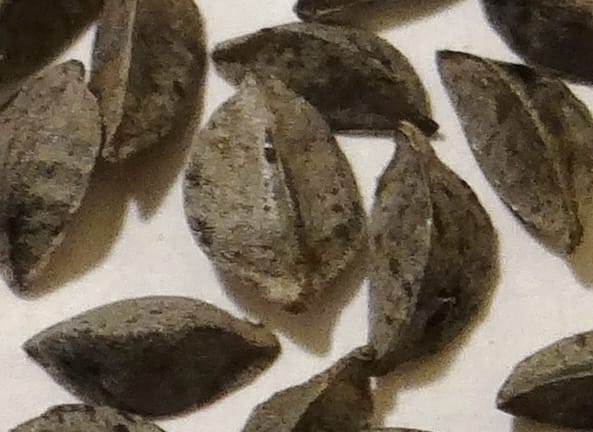 Asphodelus microcarpus--Kurdistan. Germaspan. 21 May 2013. DSC04190 (50).JPG