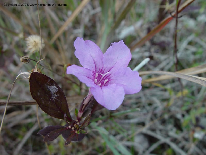 Ruellia succulenta--FL.  Miami-Dade Co. Everglades Nat. Pk. Long Pine Key Trail. 15 Jan 03. 069.jpg