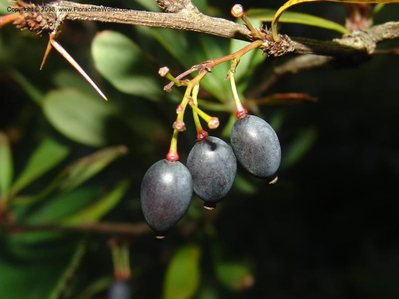 Berberis holstii--So.Africa. Mpumal. J.Burrows garden at Buffelskloof. 17 Mch 05. 471.jpg