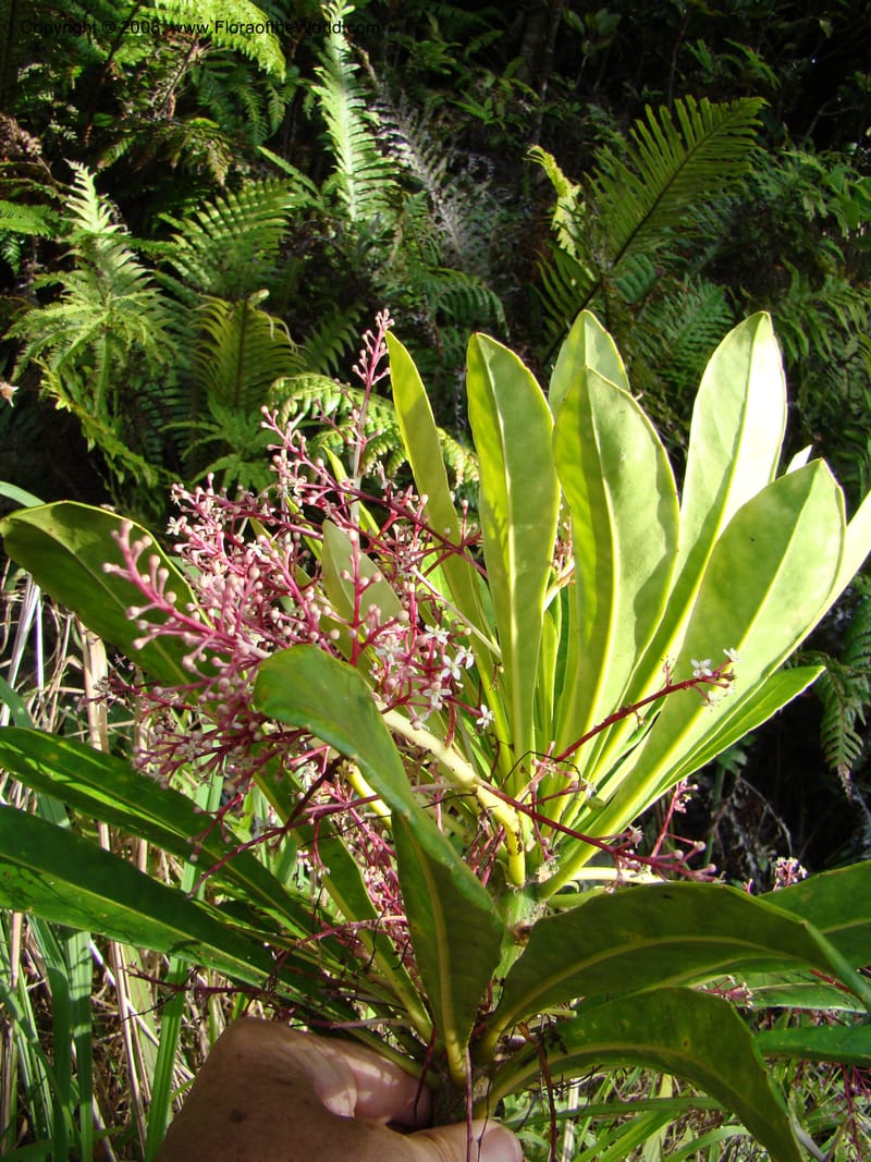 Phelline, GBarriera131107-21--New Caledonia. Mandjelia. 13 Nov 07. 227.jpg