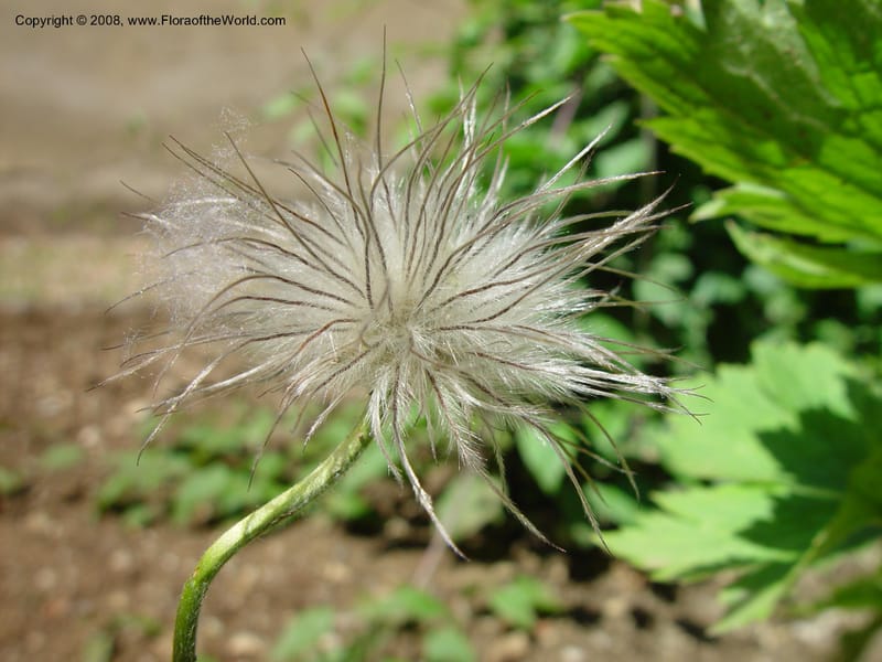 Pulsatilla halleri--Italy. Tuscany. Univ. Firenze, Giard. dei Simplici, Florence. 22 May 03. 002.jpg