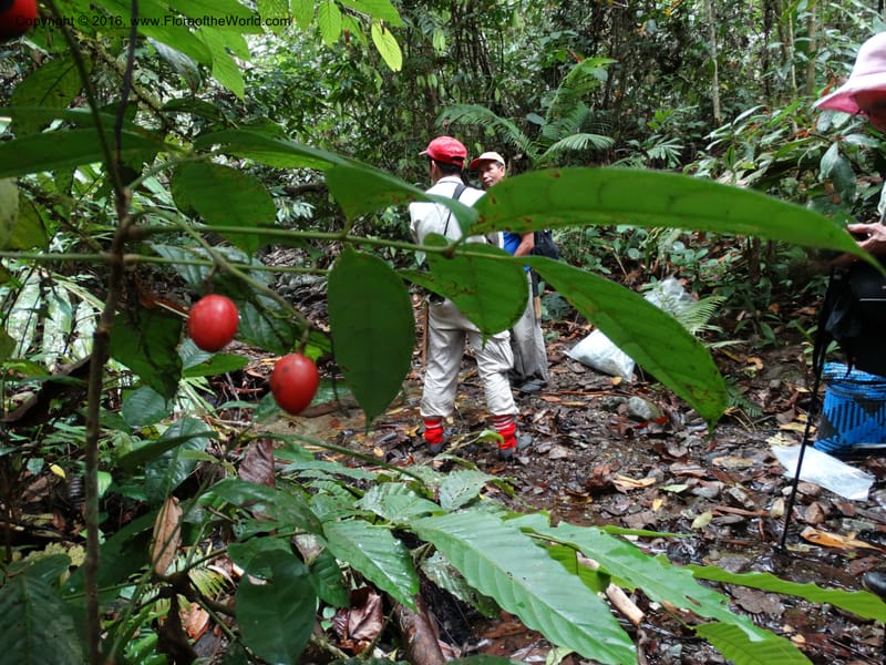 Meliosma, Davidson, C 12932--Sabah. Kinabalu Nat. Park. Nalumad Substesen. 29 Mar 2015. DSC01294 (120).JPG