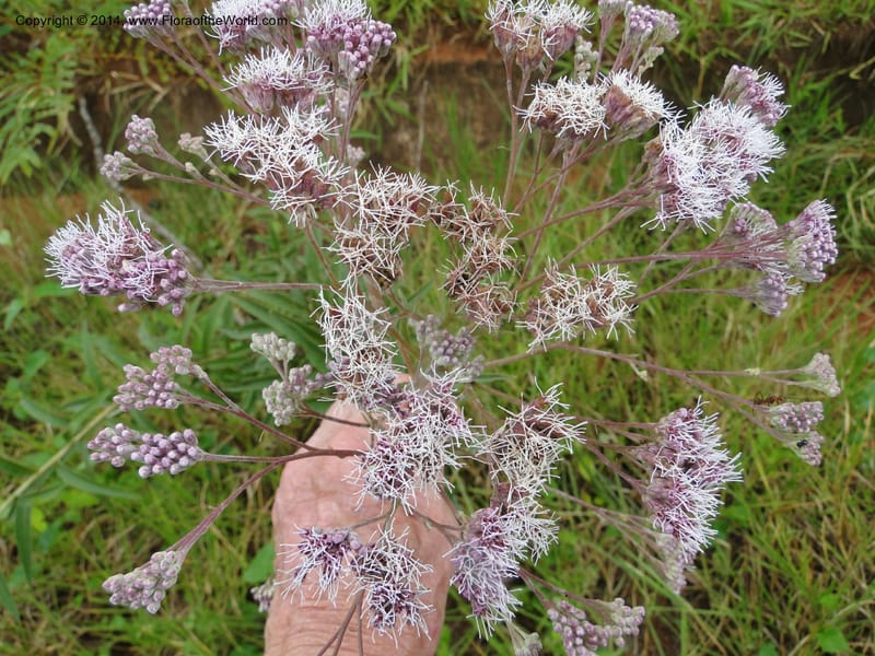 Eupatorium multicrenulatum, Stevens,  W. D 31123, Cerro Cora, 16 Mar 2011 1847 (1).JPG