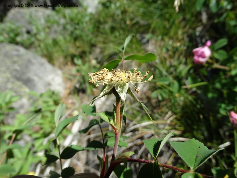 Rosa nutkana, Davidson, C 12515--Idaho. Valley Co. Payette Lake, Sylvan Beach. 18 Jun 2014. DSC09162 (9).JPG