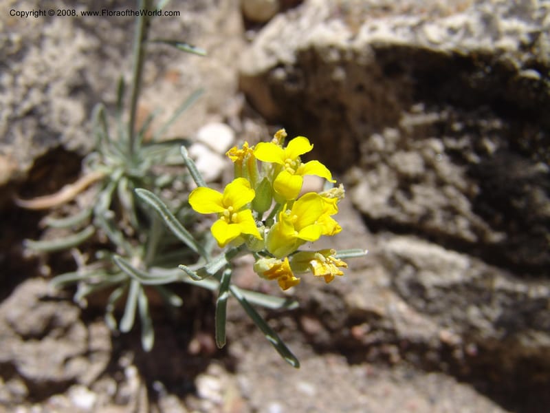 Erysimum capitatum, CDavidson11032--AZ. Coconino Co. Walnut Canyon Nat. Mon. 15 May 06. 065.jpg