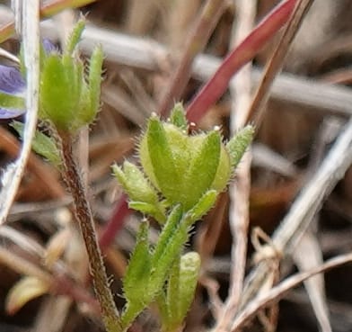 Veronica arvensis, C. Davidson 13751--Oregon. Wallowa Co. Zumwalt.Trail Cr. Rd. 4 Jun 2018. DSC04078 (26).JPG