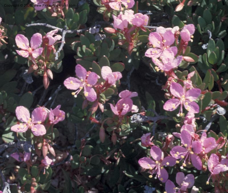 Gongylocarpus fruticulosus--MX. Baja Calif. Magdalena Isl. Feb 73. 002B.jpg