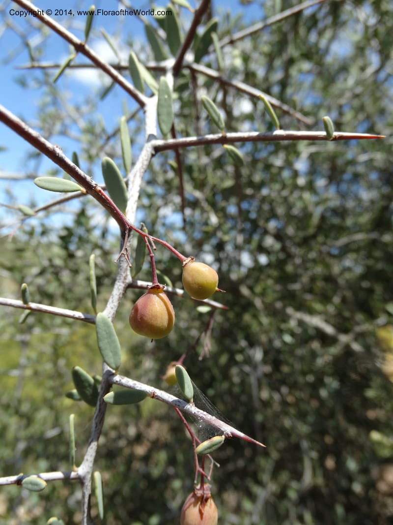 Putterlickia pyracantha, Davidson, C 12273--South Africa. Western Cape. S of Oudtschoorn. 20 Jan 2014. DSC00850 (10).JPG
