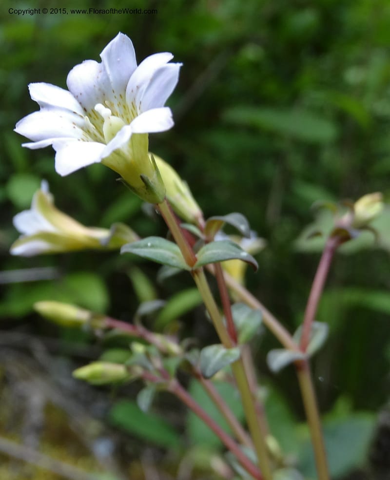 Gentiana, Boufford, D 43705--China. Sichuan. LongDongZhen on Rd. to LeiYuan Shan. 13 May 2014. DSC05860 (75).JPG