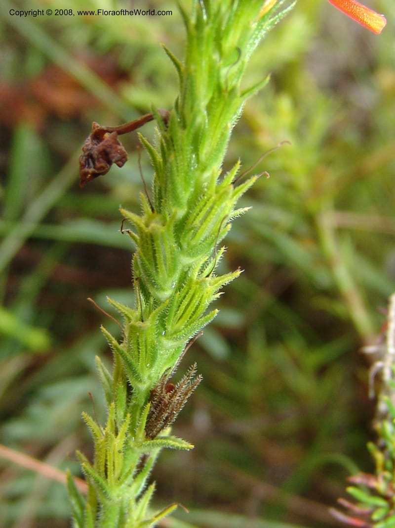 Striga elegans--So.Africa. E. Cape. Trappes Valley. 7 Mch 05. 044.jpg