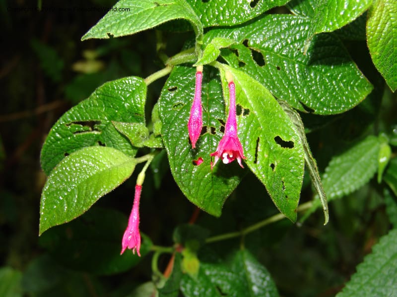 Fuchsia scabriuscula, Croat 96480--Ecuador. Prov. Pichincha. BellaVista private reserve. 27 Mar 06. 087 (5).jpg