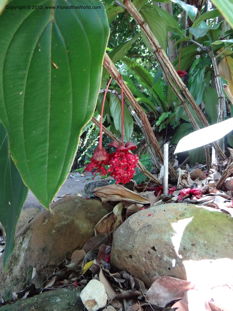 Medinilla miniata--Australia. Queensland. Cairns B. G. DSC09035 (45).JPG