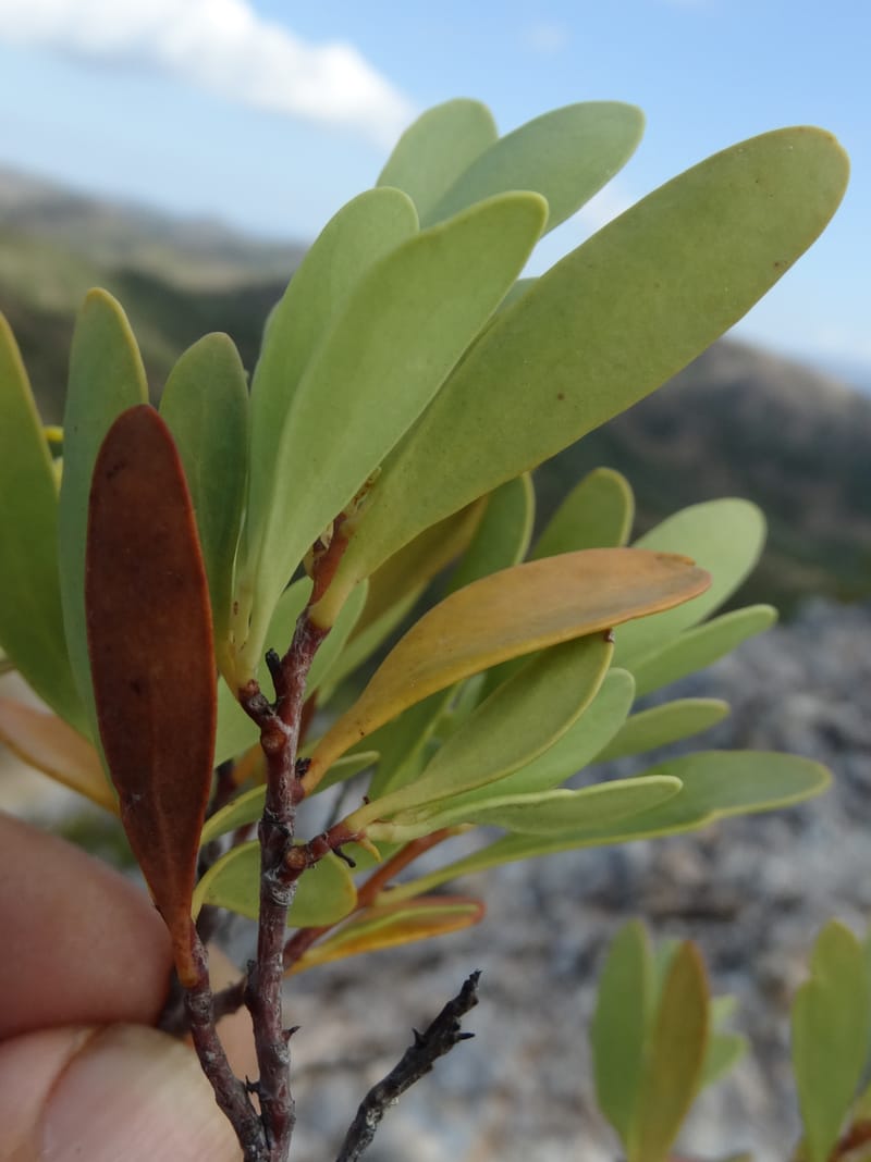 Stenocarpus umbellifer, Callmander, M 1251--New Caledonia. Col d'Arama. 16 Nov 2015. DSC02942 (26).JPG