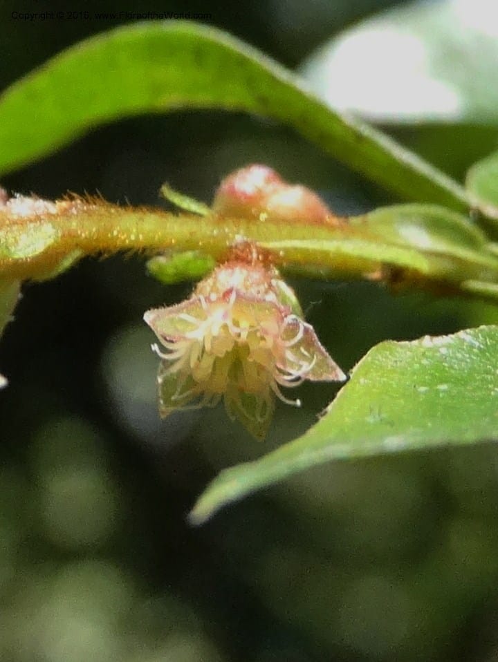 Anisophyllea disticha, Davidson, C 12897--Sabah. Deramakot For. Res. 24 Mar 2015. DSC00089 (101).JPG