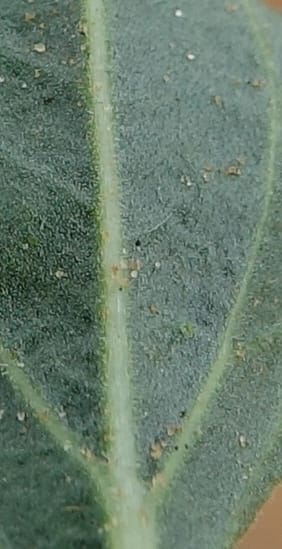 Chascanum pumilum, L. Nanyeni 1252--Namibia. Eningu Clayhouse Lodge, no. 2. 27 Mar 2018. DSC03756 (112).JPG