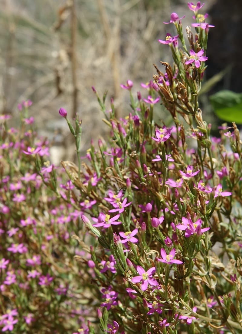 Centaurium pulchellum, Fortunato 13214--Argentina. Pedernal, Hwy 153. 10 Feb 2018. DSC00169 (38).JPG