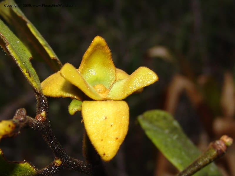 Guatteria, DNeill15746--Ecuador. Prov. Zamora Ch. Silica Mine, Las Orquideas. 15 Sep 07. 483.jpg