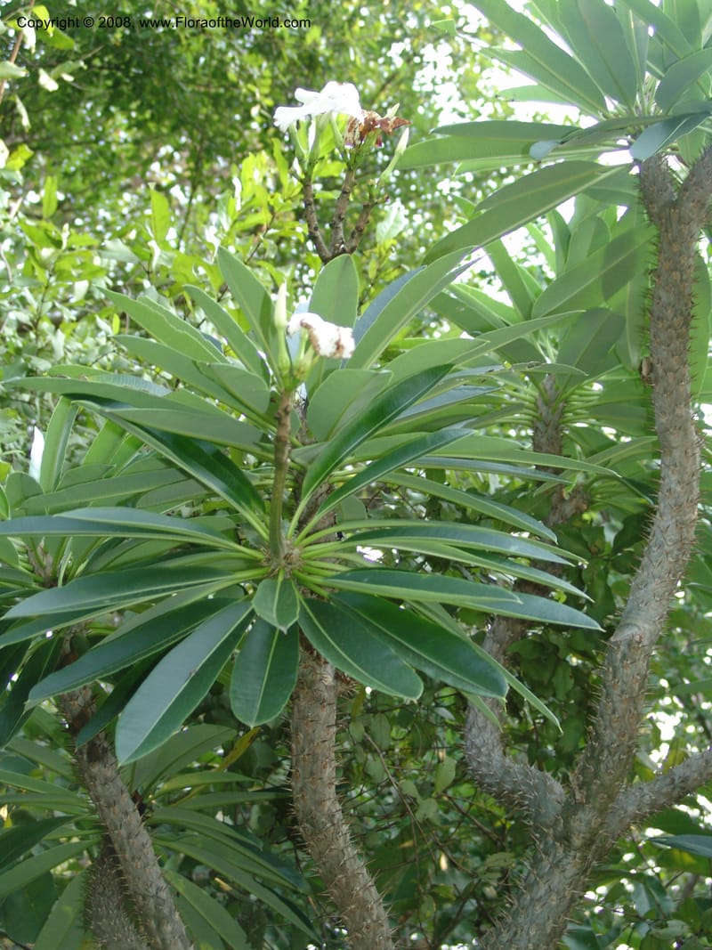 Pachypodium lamerei--So.Africa. Lowveld Nat. Bot. Gard. 14 Mch 05. 262.jpg
