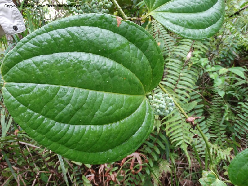 Smilax borneensis, Davidson, C 12935--Sabah. Kinabalu Nat. Park. Nalumad Substesen. 29 Mar 2015. DSC01294 (206).JPG