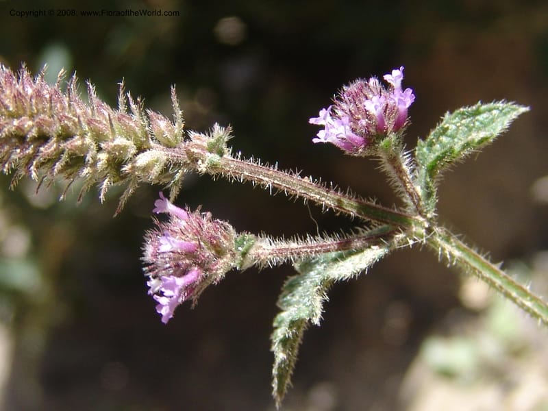Verbena weberbaueri--Bolivia. La Paz. Send. Aguila. 4 Dec 04. 233.jpg