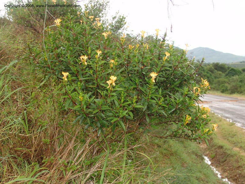 Barleria prionites, Z.Rogers912--Madag. Prv. Toliar. Rd Tolanaro-Amboasary. 20 Jan 06. 112.jpg