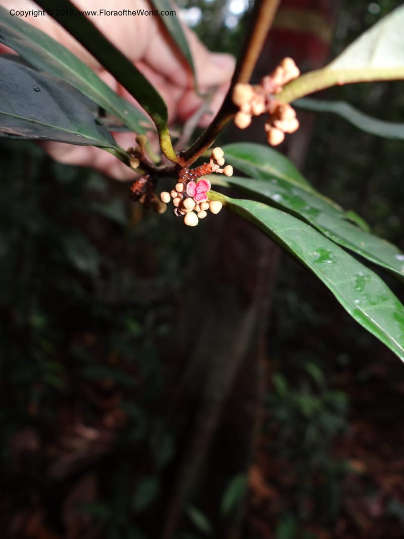 Knema, S.98854--Malaysia, Sarawak.. Bot. Res. Center, Semengoh. 26 Mar 2012. DSC05403 (58).JPG