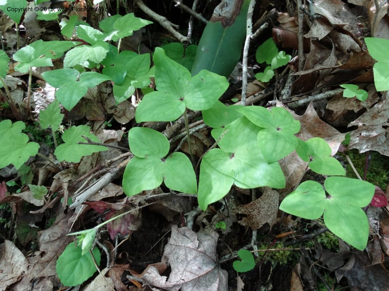 Hepatica, Davidson, C 12982--North Carolina. Clay Co. Perry Gap Rd, Barnard's Cr. 13 May 2015. DSC04860 (41).JPG