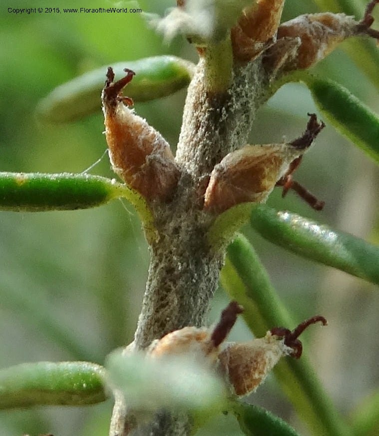 Ceratiola ericoides, Davidson, C 13062--South Carolina. Lexington Co. Redmond Rd. 20 May 2015. DSC06945 (12).JPG
