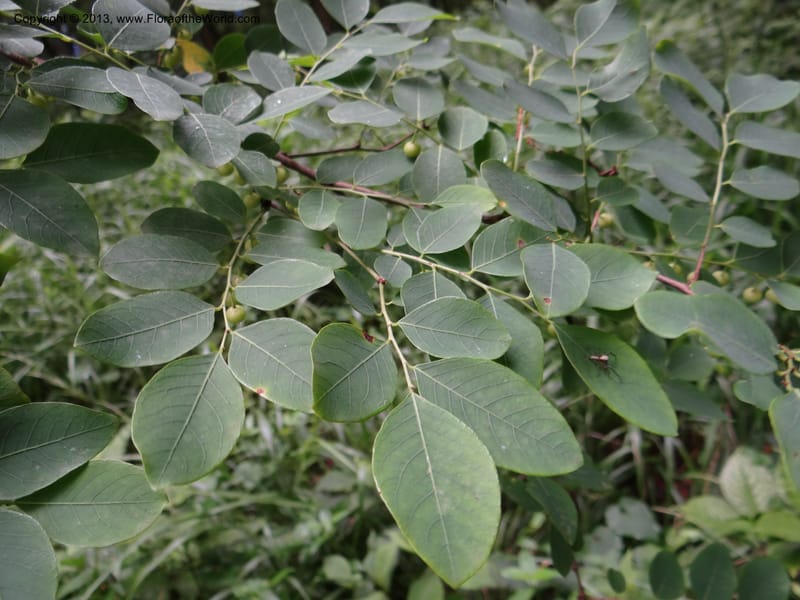 Phyllanthus glaucus, Davidson, C 11964--China. Zhejiang Prov. Tian Mu Shan. 1 Jun 2012. DSC01015 (26).JPG