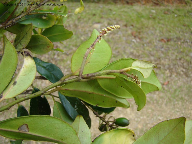 Citronella sarmentosa,  Munzinger, J 4801--New Caledonia, Aoupinie, 15 ov 2007  DSC06708 (2).jpg