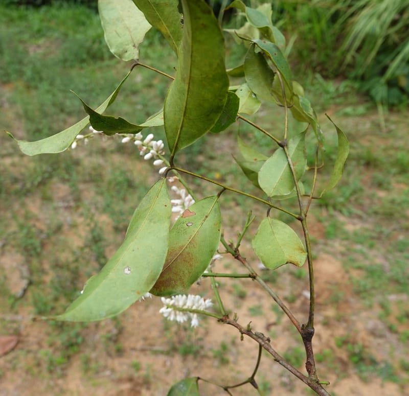 Stachyothyrsus staudtii, C. Davidson 14054--Gabon. Maboumine. 23 Oct 2019. DSC01631 (134).JPG