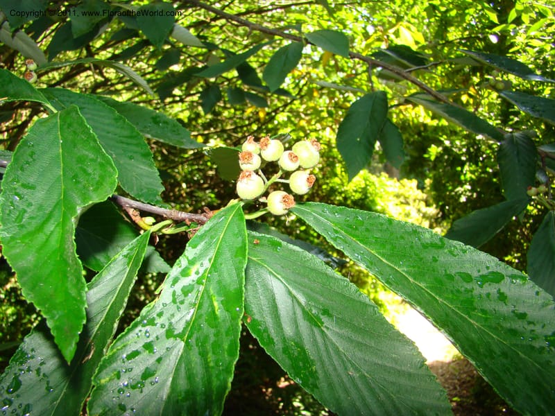 Sorbus hemsleyi, 27473-0126-1987--Canada. BC. Univ. BC Bot. Garden. 27 Jul 08. 485.jpg