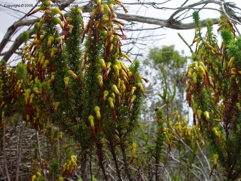 Erica coccinea (rare yellow form)--So. Africa. Grootbos Nat. Res. 22 Nov 02. 020.jpg