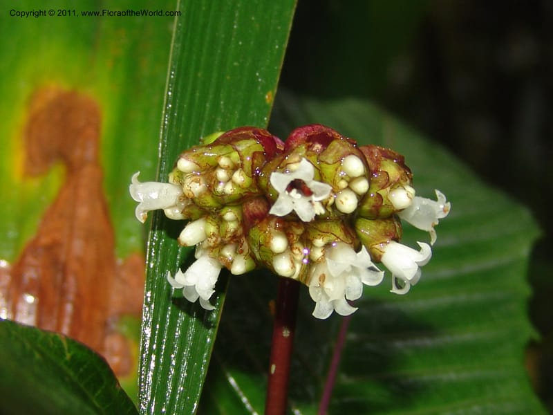 Psychotria oinochrophylla, RVasquez 31535--Peru. Prov. Oxa. Estac. Paujil. Send. El Mirador. 16 Oct 06. 305 (11).jpg
