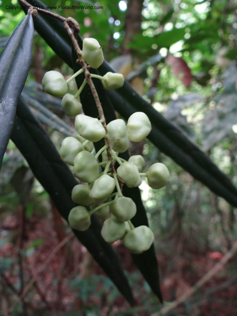 Galearia, SAN.153258--Malaysia, Sabah. Kebun Cina. 12 Apr 2012. DSC08373 (18).JPG