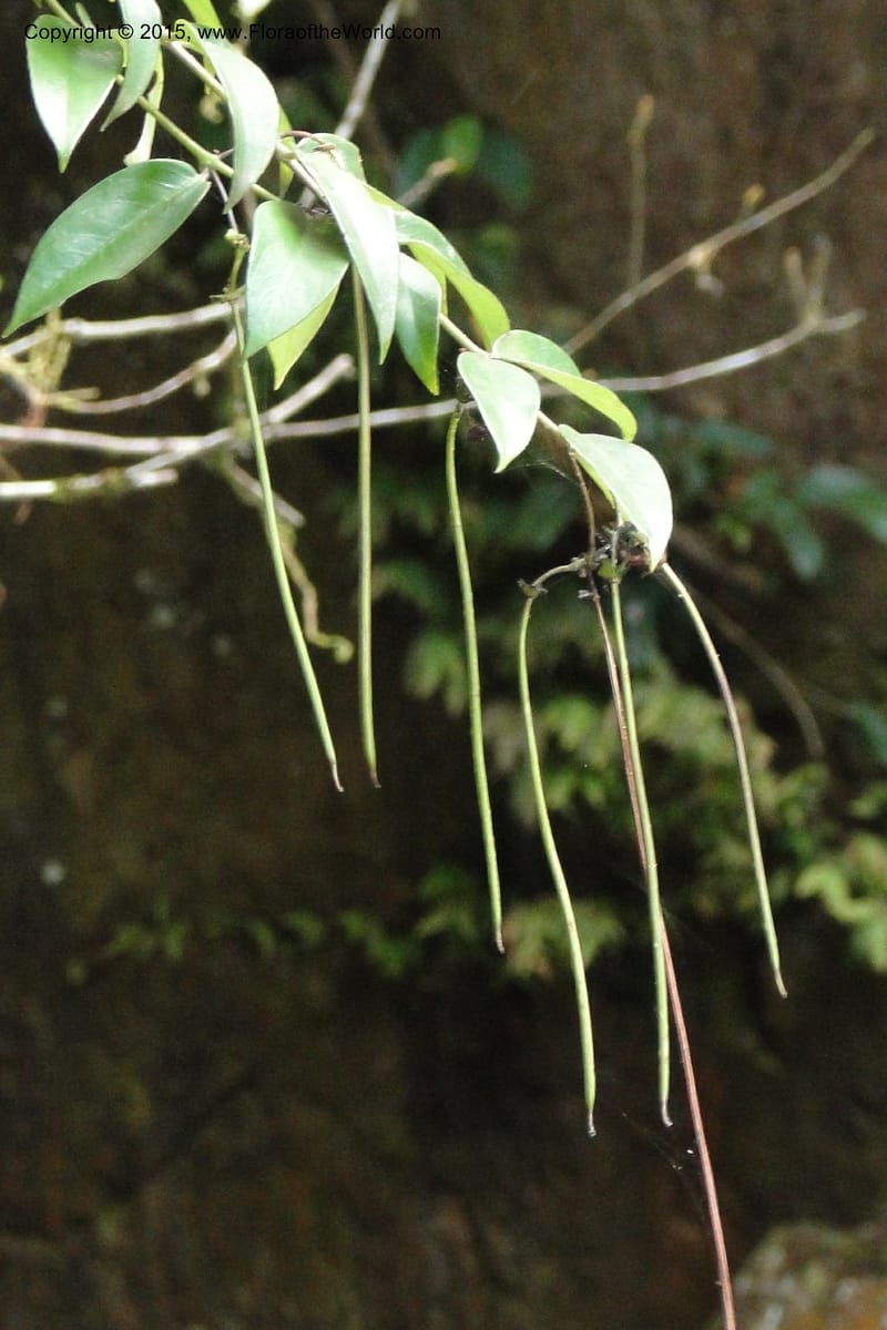Aeschynanthus, Regalado 1870--Viet Nam. Thac Kazan waterfall. 10 May 2011. 266 (23).jpg