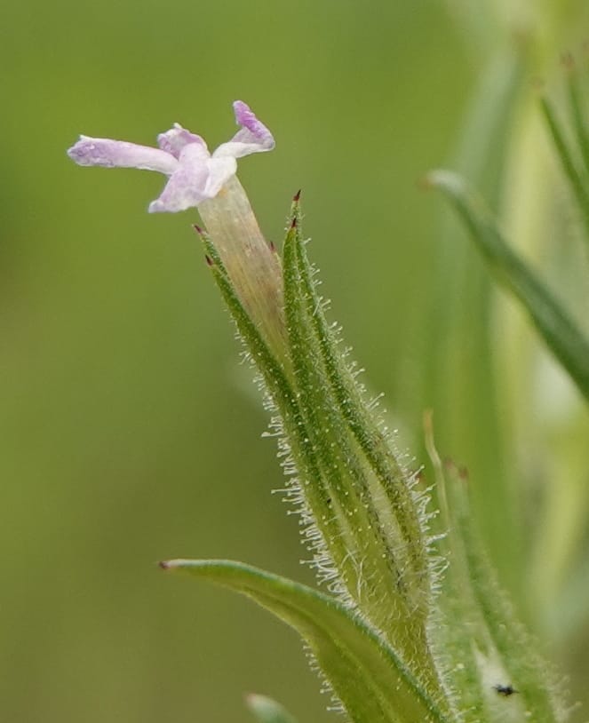 Microsteris gracilis, C. Davidson 13756--Oregon. Wallowa Co. Zumwalt.Trail Cr. Rd. 4 Jun 2018. DSC04078 (238).JPG