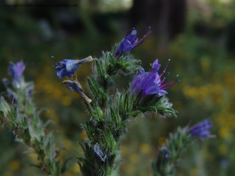 Echium vulgare--AZ. Arboretum at Flagstaff. 3 Sept. 04. 041.jpg