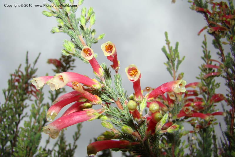 Erica diaphana, 348.04--South Africa. Kirstenbosch Bot. Gard. 21 Aug 09. 059 (2).jpg