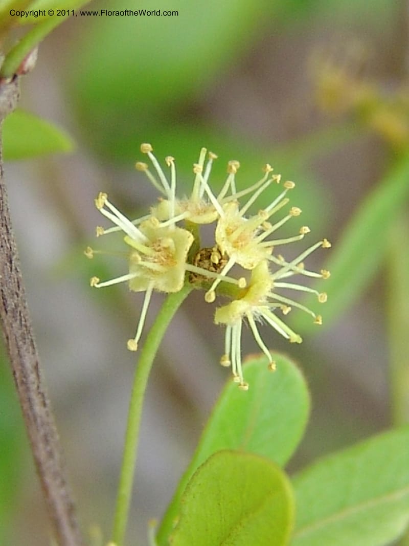 Terminalia, ZRogers1123--Madag. Prov. Antsir. Sahafary, Analankary.8 Nov 06. 108.jpg