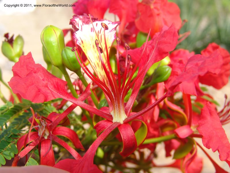 Delonix regia, ROR1560--Madag. Prov. Antsir. Orangea For. Pres. 9 Nov 06. 220 (17).jpg