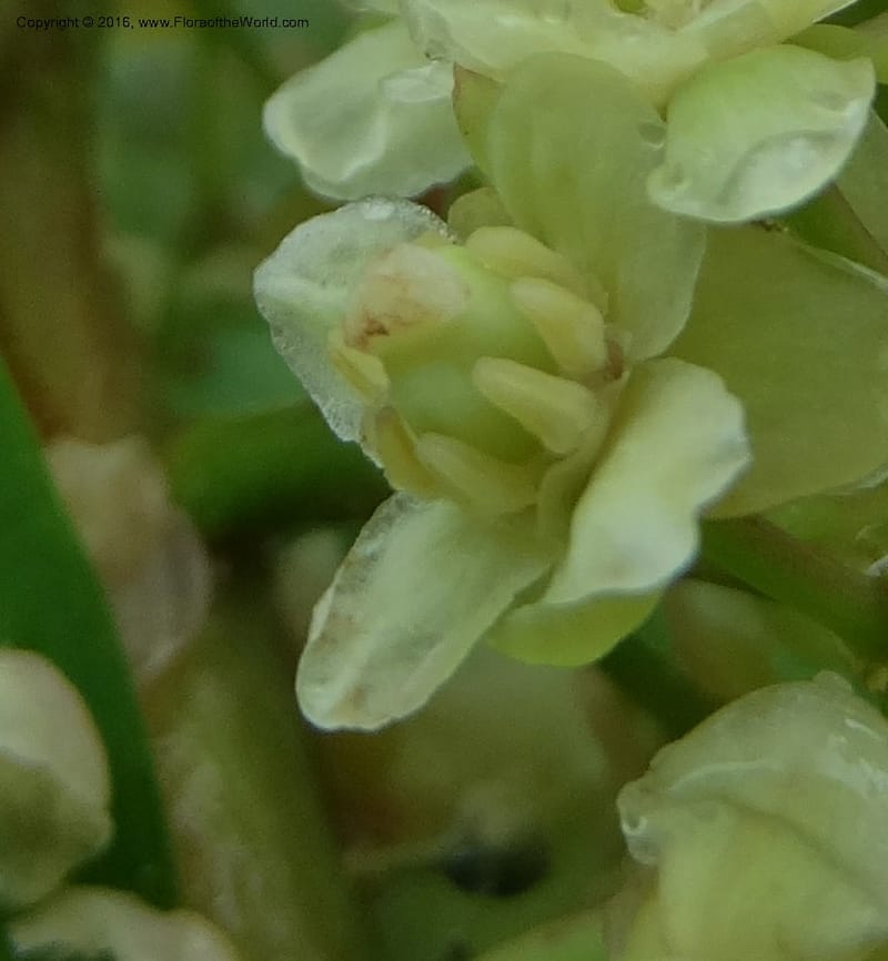 Lepisanthes fruticosa, Buerki, S 361--Sabah. Ulu Senagang. 9 Oct 2014. DSC03434 (45).JPG